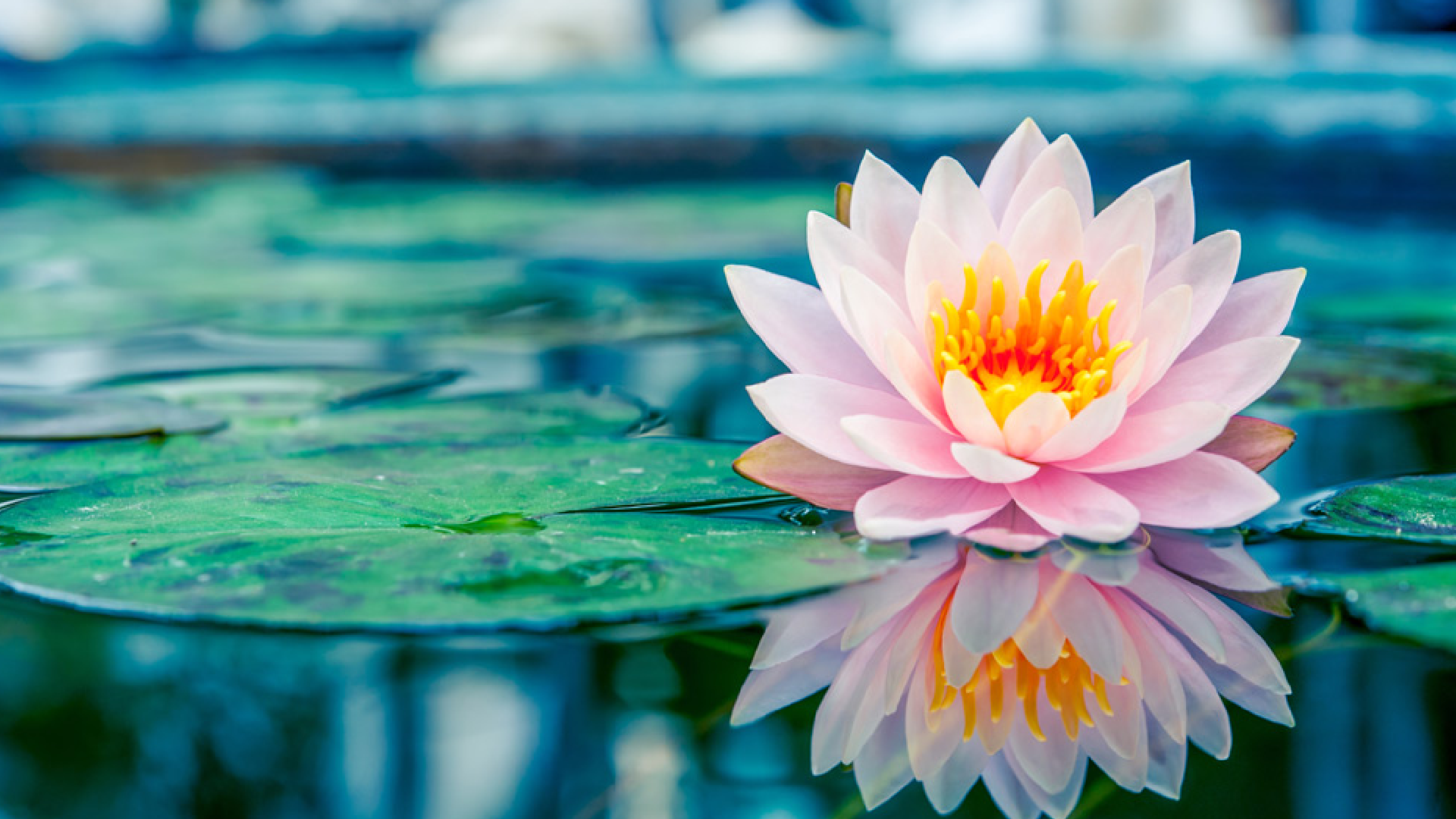 The Transcendent Symbolism of the Lotus Flower